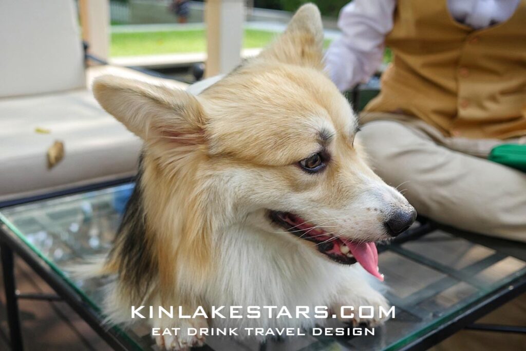 Corgi น้องหมาผู้สร้างสมดุลให้กับวัตถุต่างๆ บนหัว